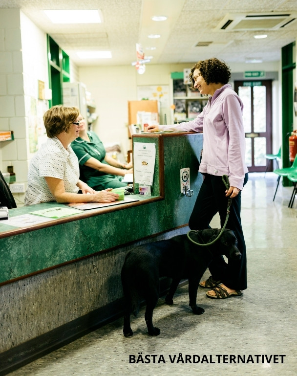 Pratar med receptionist hos veterinären om försäkringsskyddet