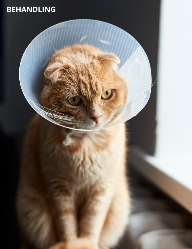 Katt behandlas för sjukdom och bär en strut