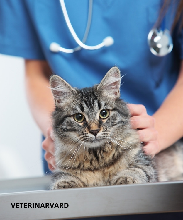 Med katten till veterinären